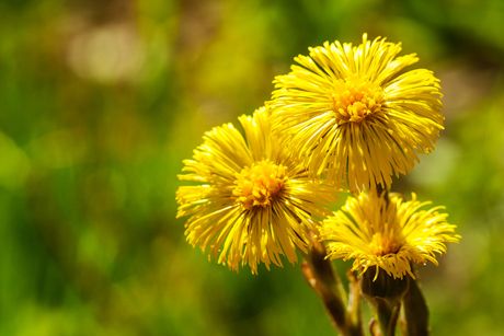 Huflattich als Heilpflanze