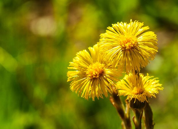 Huflattich als Heilpflanze