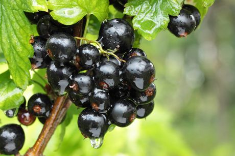 Johannisbeere als Heilpflanze: Wissenswertes, Wirkung, Inhaltsstoffe und Anwendung