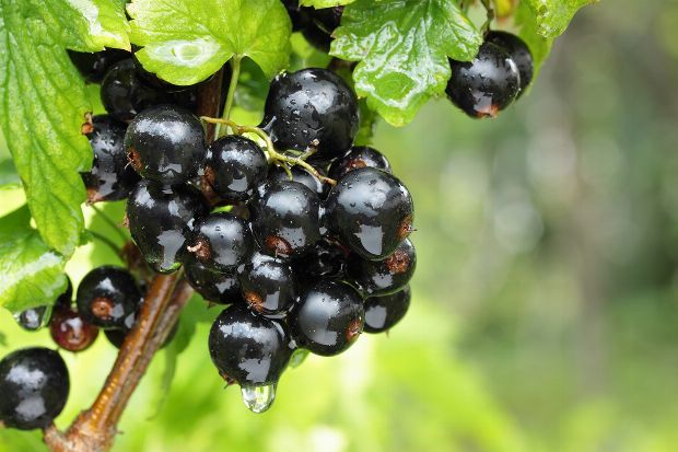 Heilpflanze Johannisbeere Heilpflanze Johannisbeere
