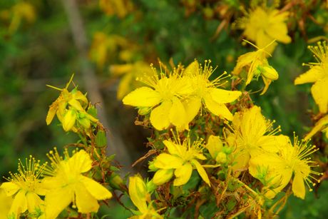 Johanniskraut als Heilpflanze