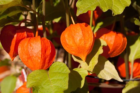 Blasenkirsche als Heilpflanze