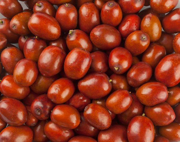 Heilpflanze Jujube