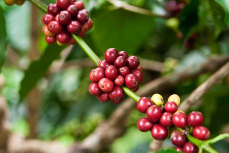 Kaffee als Heilpflanze