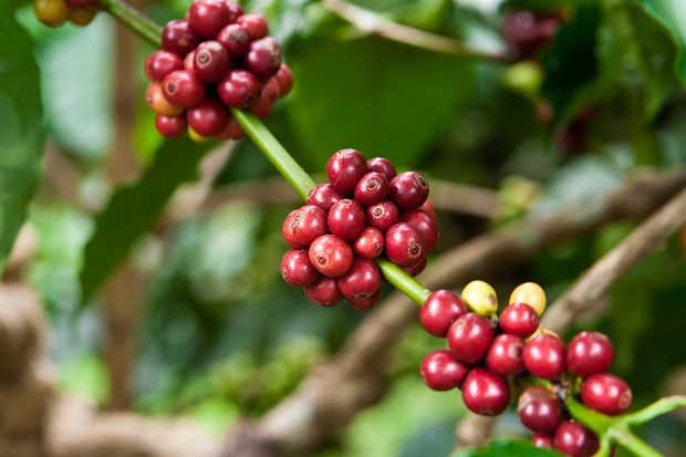 Kaffeepflanze als Heilpflanze
