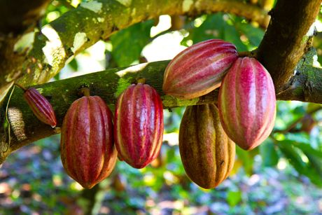 Kakao als Heilpflanze