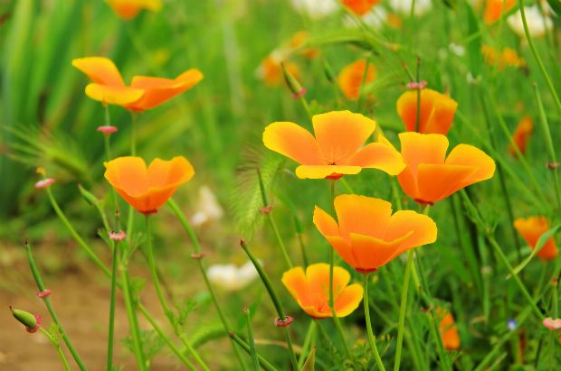 Kalifornischer Goldmohn Kalifornischer Goldmohn