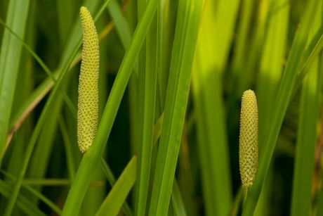 Kalmus als Heilpflanze