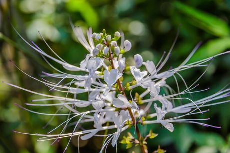 Katzenbart als Heilpflanze