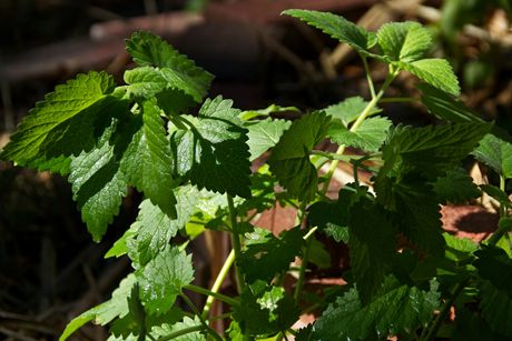 Katzenminze als Heilpflanze