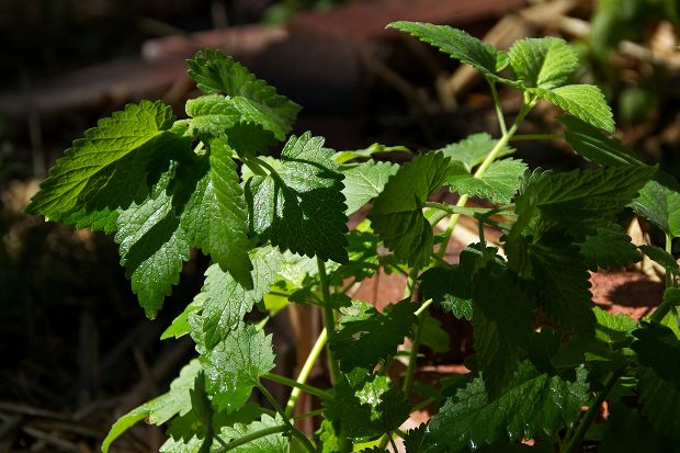Katzenminze als Heilpflanze Katzenminze als Heilpflanze