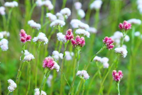 Katzenpfötchen als Heilpflanze