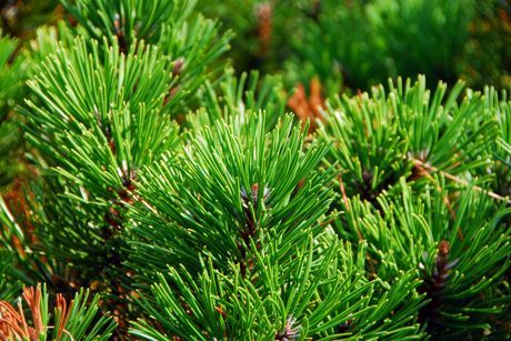 Kiefer als Heilpflanze