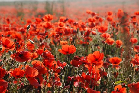Klatschmohn als Heilpflanze