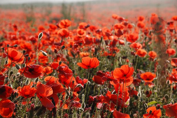 Heilpflanze Klatschmohn
