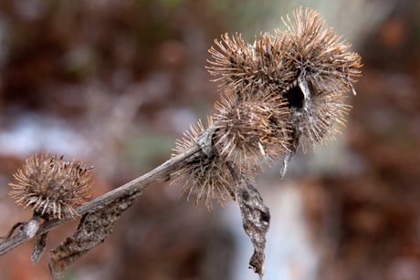 Klette als Heilpflanze