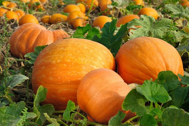 Kürbis als Heilpflanze Kürbis als Heilpflanze