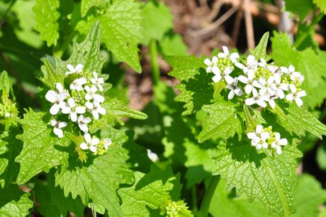 Knoblauchsrauke als Heilpflanze