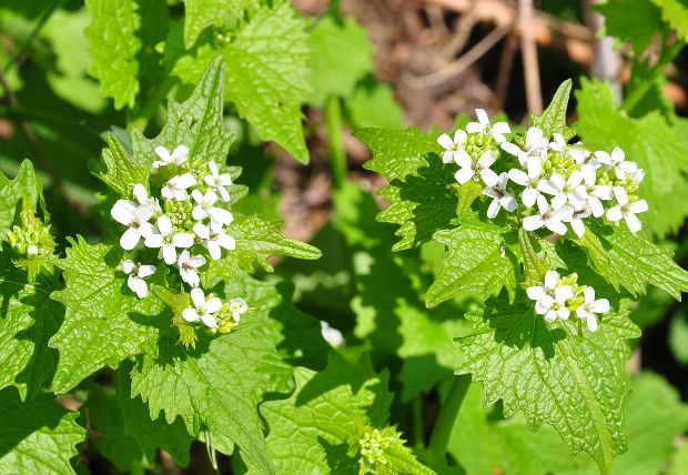Knoblauchsrauke als Heilpflanze
