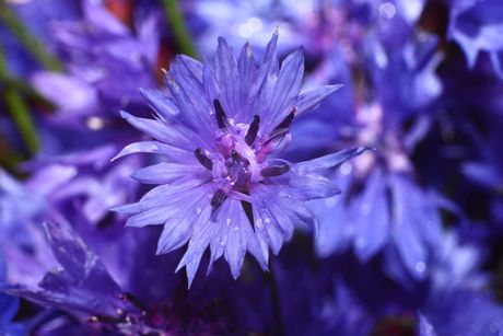 Kornblume als Heilpflanze