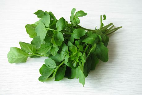 Löffelkraut als Heilpflanze