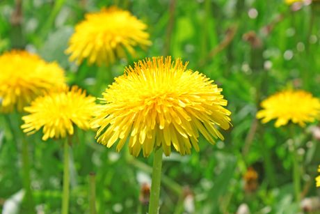 Löwenzahn als Heilpflanze: Merkmale, Inhaltsstoffe, Wirkung und Anwendung