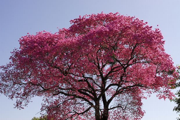 Lapacho-Baum