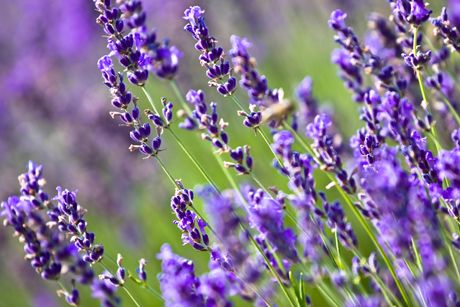 Lavendel als Heilpflanze: Steckbrief, Inhaltsstoffe, Wirkung und Anwendung