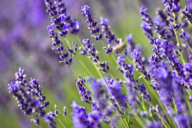 Heilpflanze Lavendel
