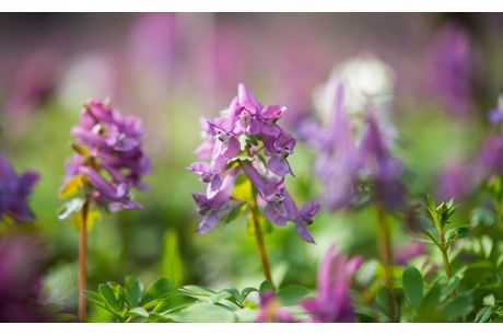 Lerchensporn als Heilpflanze