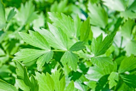 Liebstöckel als Heilpflanze