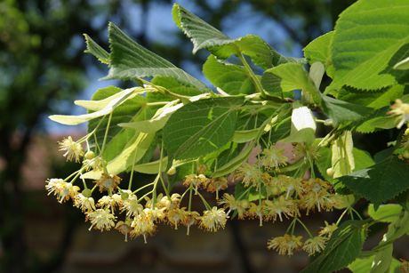 Linde - Lindenblüte als Heilpflanze