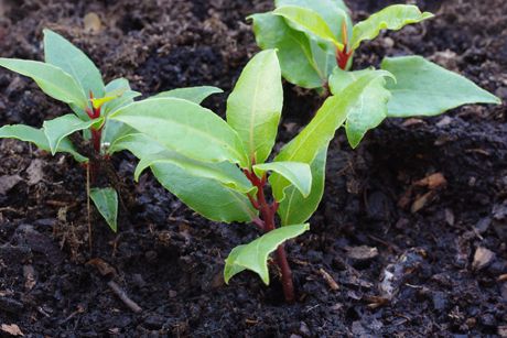 Lorbeer als Heilpflanze