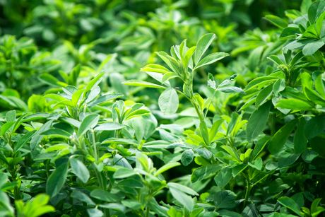 Luzerne als Heilpflanze