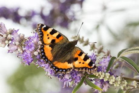 Mönchspfeffer als Heilpflanze