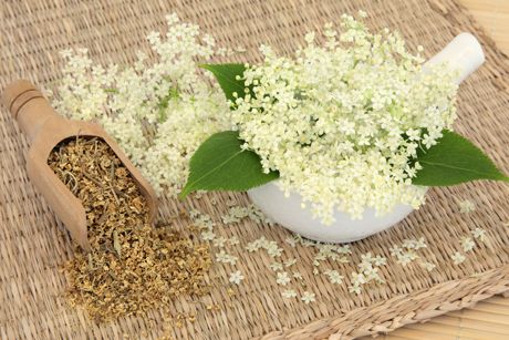 Mädesüß als Heilpflanze