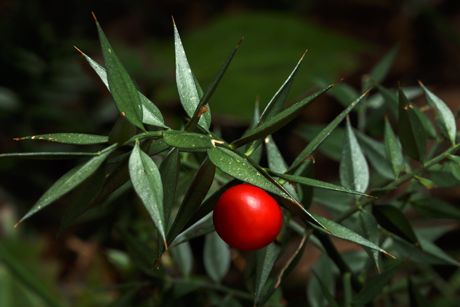 Mäusedorn als Heilpflanze