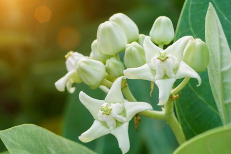 Madar (Madarwurzel, Kronenblume, Calotropis gigantea)