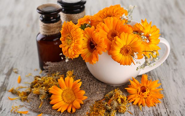 Behandlung Blutschwamm mit Ringelblume Behandlung Blutschwamm mit Ringelblume