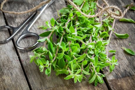 Majoran als Heilpflanze: Merkmale, Wirkung, Anwendung und Inhaltsstoffe