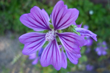 Malve: Vielfältige Heilpflanze