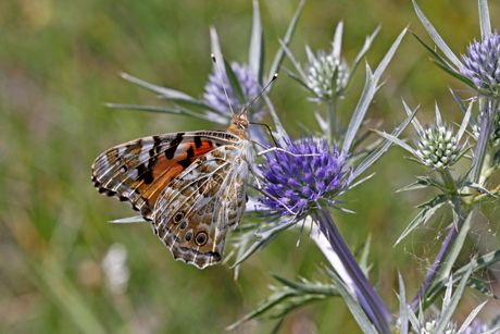 Mannstreu als Heilpflanze
