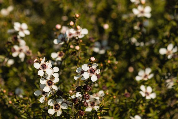 Manuka als Heilpflanze Manuka als Heilpflanze
