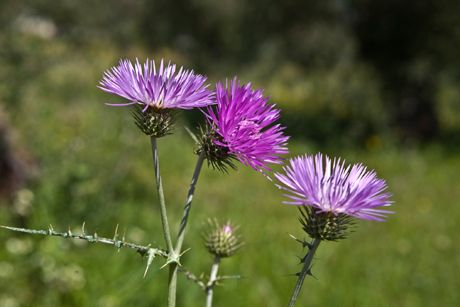 Mariendistel als Heilpflanze