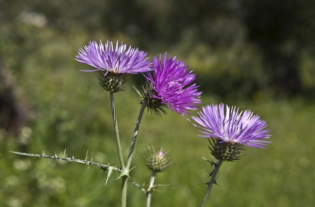 Mariendistel als Heilpflanze Mariendistel als Heilpflanze