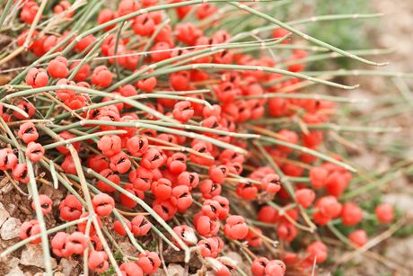 Meerträubel als Heilpflanze