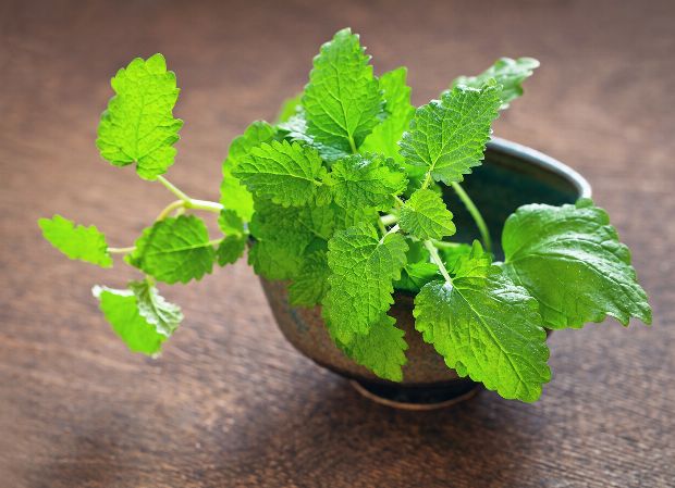 Melisse als Heilpflanze