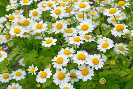 Mutterkraut als Heilpflanze