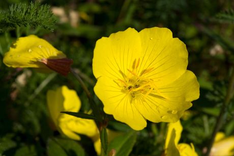 Nachtkerze als Heilpflanze