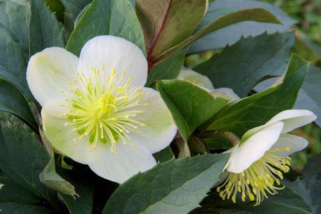 Nieswurz als Heilpflanze